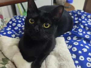 Gato raça SRD-ViraLata idade 7 a 11 meses nome Mimoso