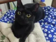 Mimoso