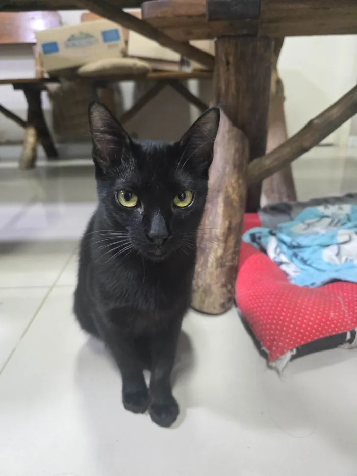 Gato ra a SRD-ViraLata idade 7 a 11 meses nome Nelsinho