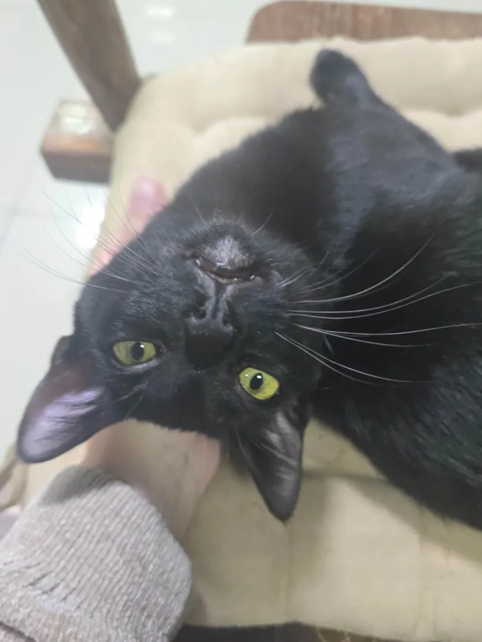 Gato ra a SRD-ViraLata idade 7 a 11 meses nome Nelsinho