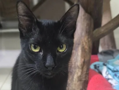 Gato raça SRD-ViraLata idade 7 a 11 meses nome Nelsinho