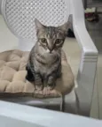 Tigrinho