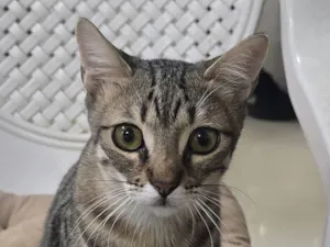 Gato raça SRD-ViraLata idade 7 a 11 meses nome Tigrinho