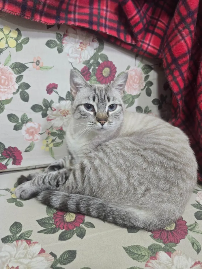 Gato ra a SRD-ViraLata idade 3 anos nome Alemoa