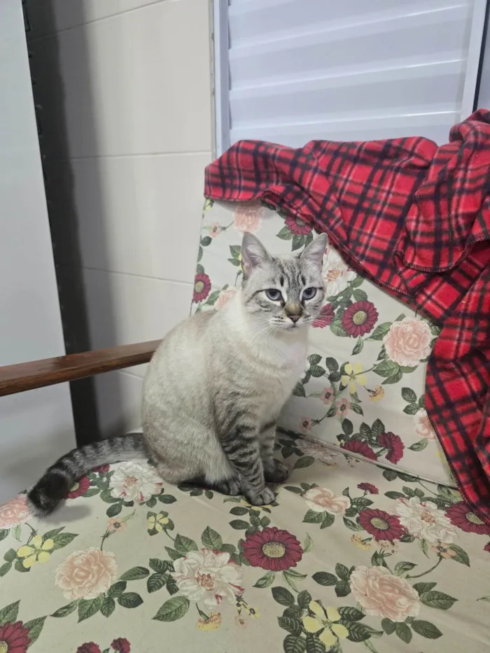 Gato ra a SRD-ViraLata idade 3 anos nome Alemoa