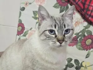 Gato raça SRD-ViraLata idade 3 anos nome Alemoa