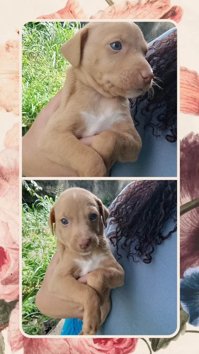 Cachorro ra a SRD-ViraLata idade Abaixo de 2 meses nome Laila 