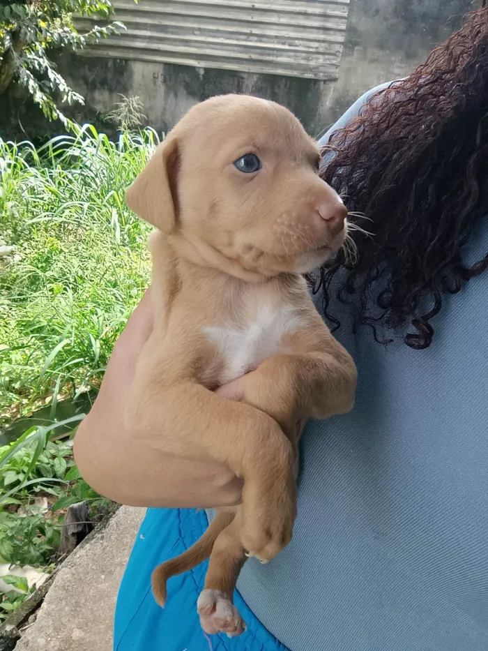 Cachorro ra a SRD-ViraLata idade Abaixo de 2 meses nome Laila 
