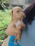 Laila