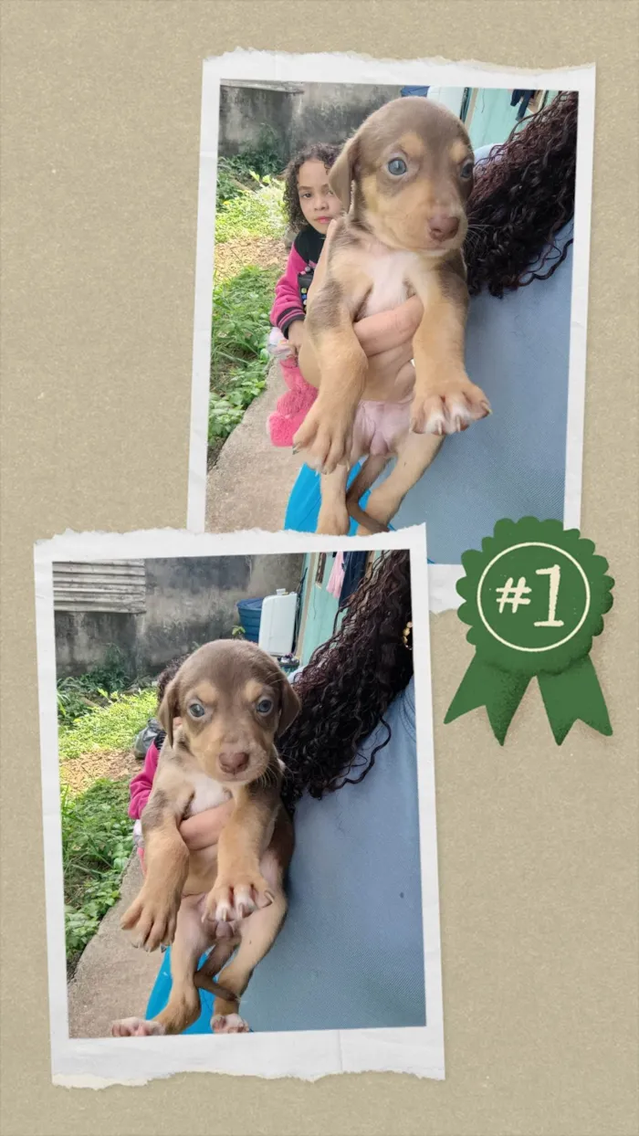 Cachorro ra a SRD-ViraLata idade Abaixo de 2 meses nome Lilika