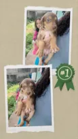 Lilika
