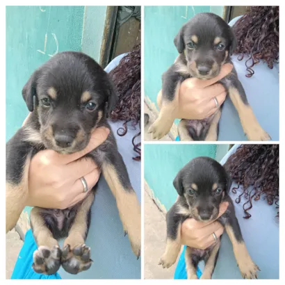 Cachorro raça SRD-ViraLata idade Abaixo de 2 meses nome Biel 
