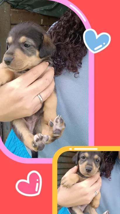 Cachorro raça SRD-ViraLata idade Abaixo de 2 meses nome Maila