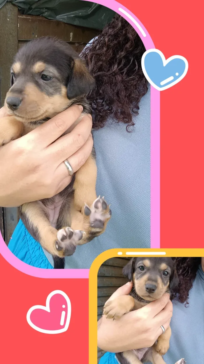 Cachorro ra a SRD-ViraLata idade Abaixo de 2 meses nome Maila