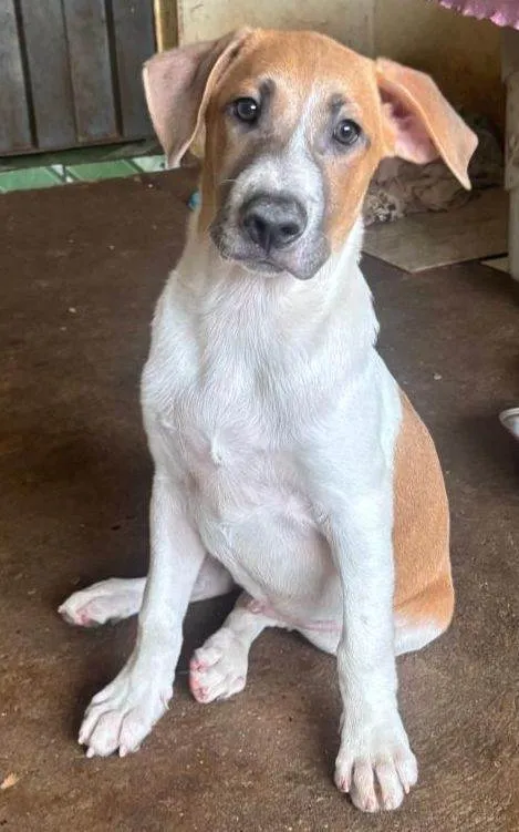 Cachorro ra a SRD-ViraLata idade 7 a 11 meses nome Atende pelo nome de Frederico.