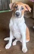 Atende pelo nome de Frederico.