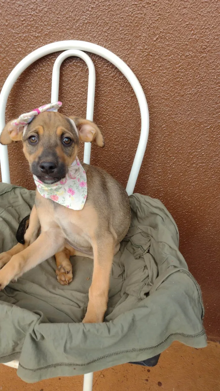 Cachorro ra a SRD-ViraLata idade 2 a 6 meses nome Pandora