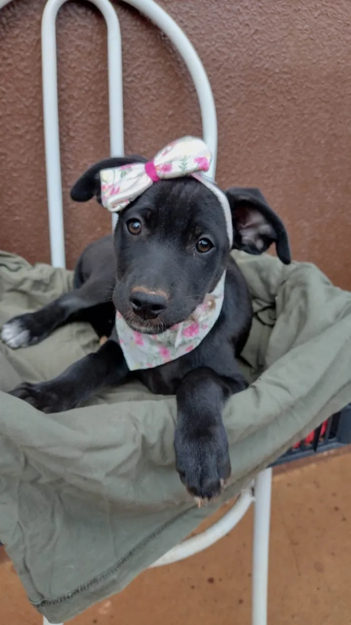 Cachorro ra a SRD-ViraLata idade 2 a 6 meses nome Pepeta 
