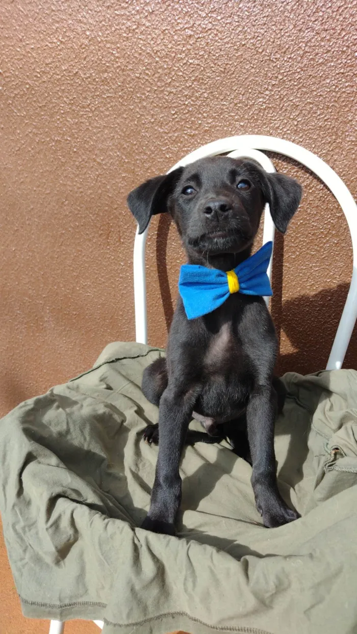 Cachorro ra a SRD-ViraLata idade 2 a 6 meses nome Pepeto