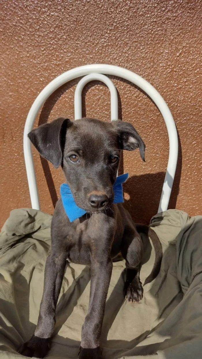 Cachorro ra a SRD-ViraLata idade 2 a 6 meses nome Clóvinho 