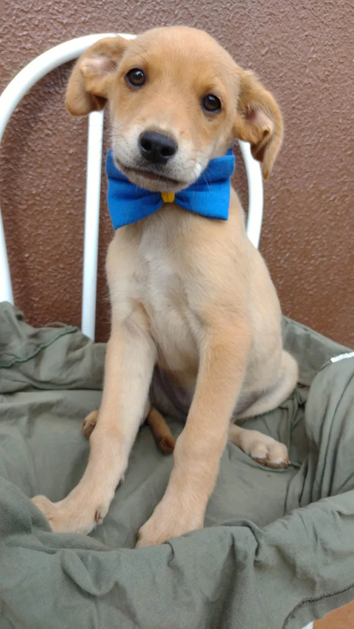 Cachorro ra a SRD-ViraLata idade 2 a 6 meses nome Dino