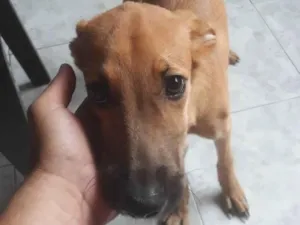 Cachorro raça SRD-ViraLata idade 7 a 11 meses nome Mel