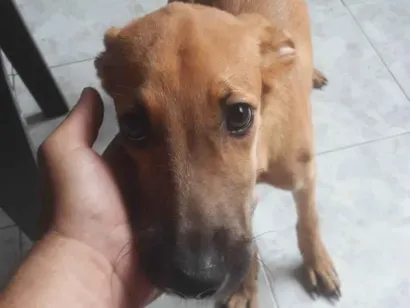 Cachorro raça SRD-ViraLata idade 7 a 11 meses nome Mel