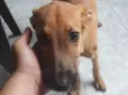 Mel