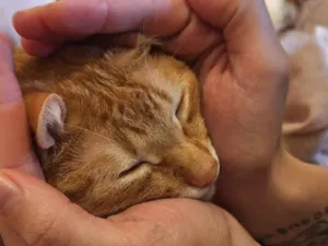 Gato raça SRD-ViraLata idade 3 anos nome Apolo