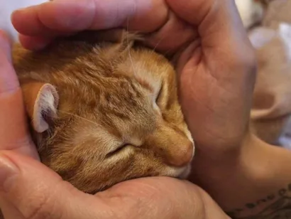 Gato raça SRD-ViraLata idade 3 anos nome Apolo