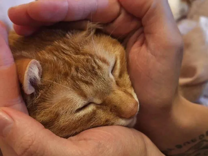Gato ra a SRD-ViraLata idade 3 anos nome Apolo