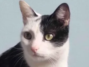 Gato raça SRD-ViraLata idade 3 anos nome Romeu