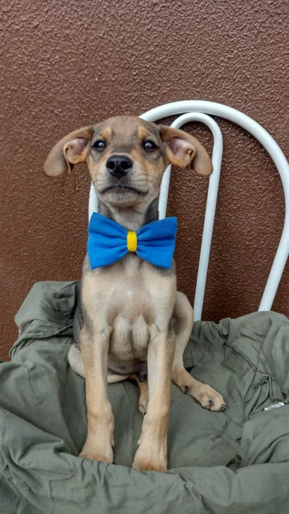 Cachorro raça SRD-ViraLata idade 2 a 6 meses nome Lino 