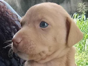 Cachorro raça SRD-ViraLata idade Abaixo de 2 meses nome Laila 