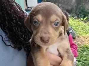 Cachorro raça SRD-ViraLata idade Abaixo de 2 meses nome Lilika