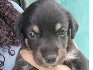 Cachorro raça SRD-ViraLata idade Abaixo de 2 meses nome Biel 