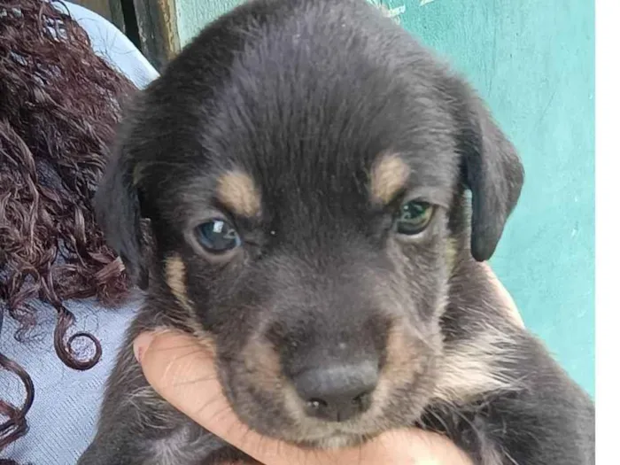 Cachorro ra a SRD-ViraLata idade Abaixo de 2 meses nome Biel 