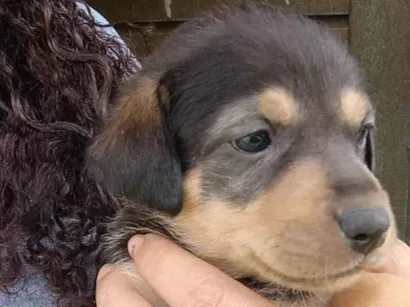 Cachorro raça SRD-ViraLata idade Abaixo de 2 meses nome Maila