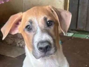 Cachorro raça SRD-ViraLata idade 7 a 11 meses nome Atende pelo nome de Frederico.