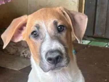 Cachorro raça SRD-ViraLata idade 7 a 11 meses nome Atende pelo nome de Frederico.