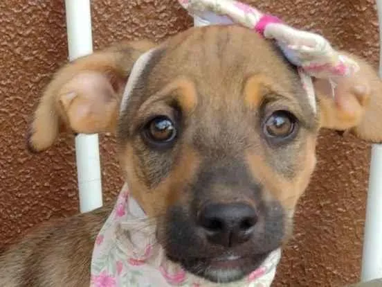 Cachorro ra a SRD-ViraLata idade 2 a 6 meses nome Pandora