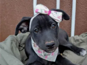 Cachorro raça SRD-ViraLata idade 2 a 6 meses nome Pepeta 