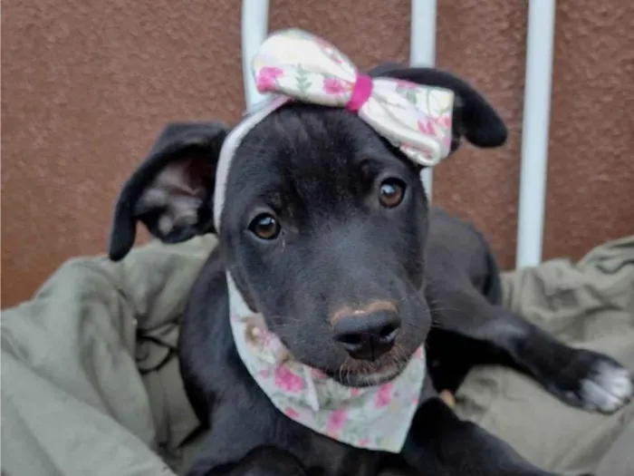 Cachorro ra a SRD-ViraLata idade 2 a 6 meses nome Pepeta 