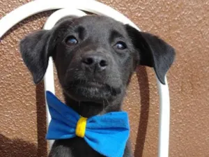 Cachorro raça SRD-ViraLata idade 2 a 6 meses nome Pepeto