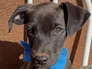Cachorro raça SRD-ViraLata idade 2 a 6 meses nome Clóvinho 