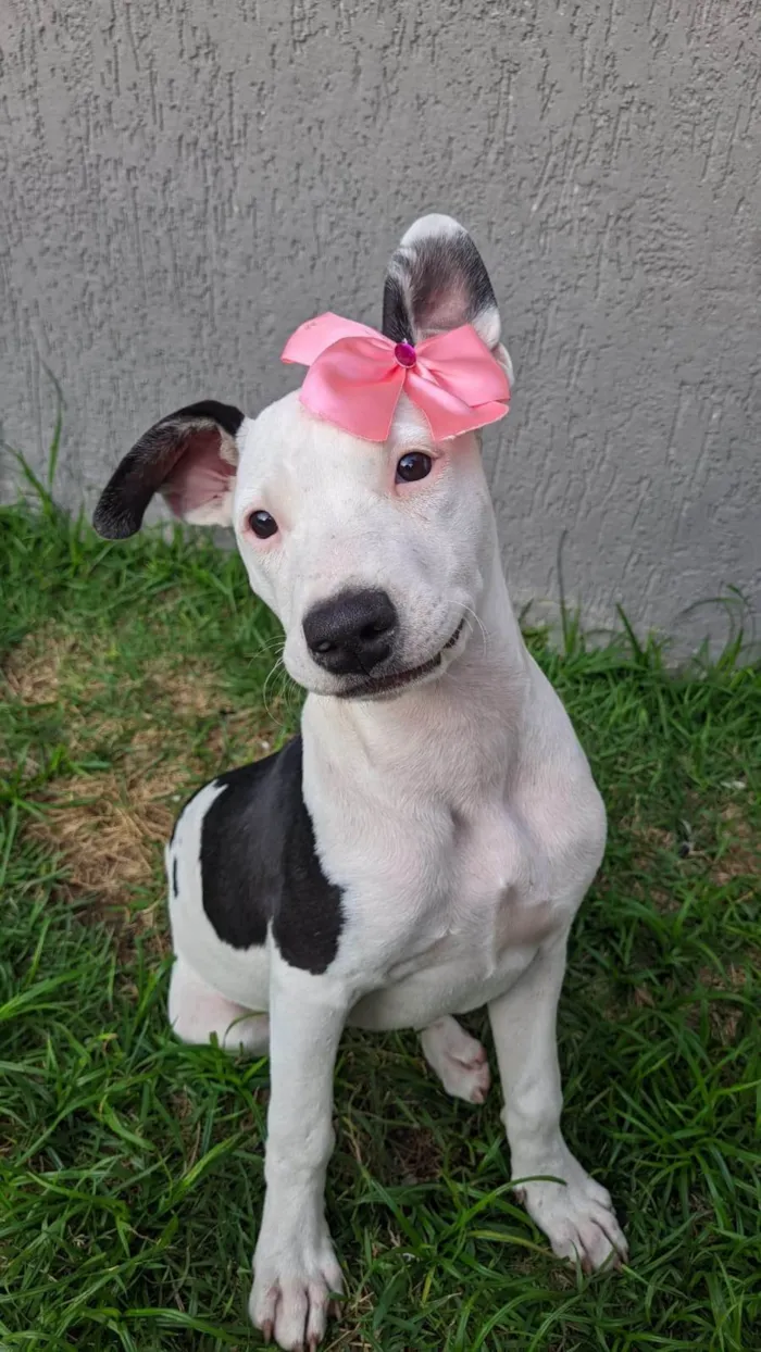 Cachorro ra a SRD-ViraLata idade 2 a 6 meses nome Shakira