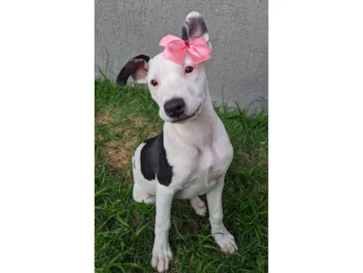 Cachorro raça SRD-ViraLata idade 2 a 6 meses nome Shakira