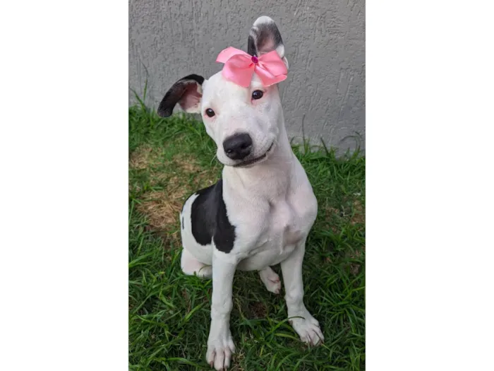 Cachorro ra a SRD-ViraLata idade 2 a 6 meses nome Shakira