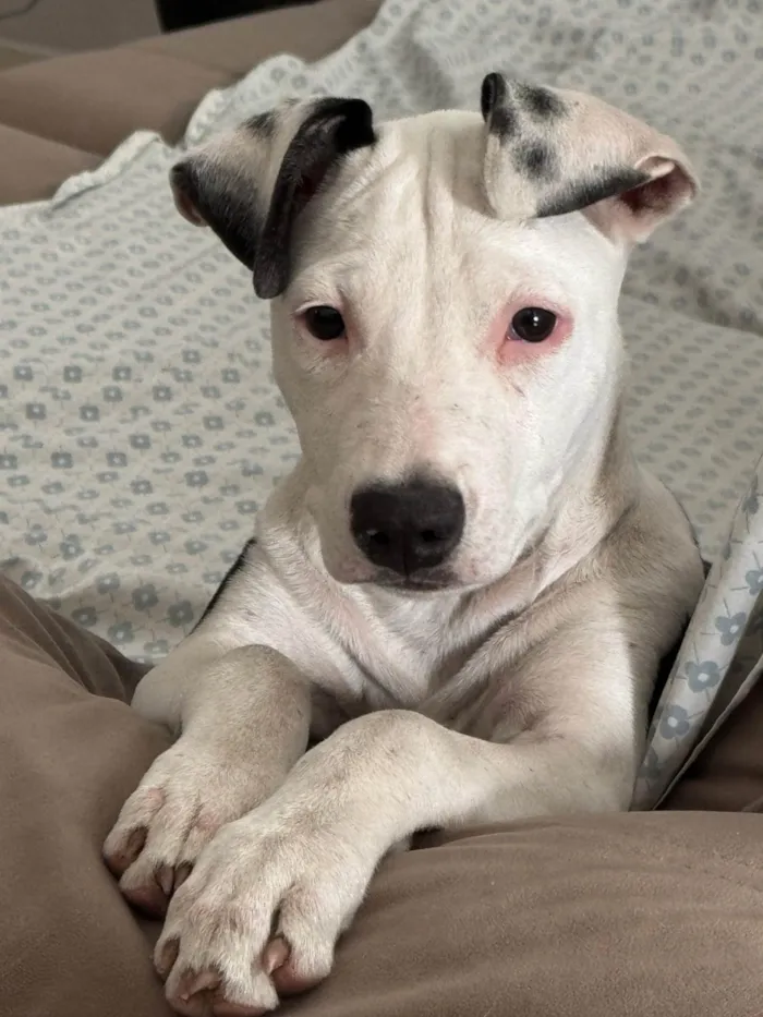 Cachorro ra a SRD-ViraLata idade 2 a 6 meses nome Shakira