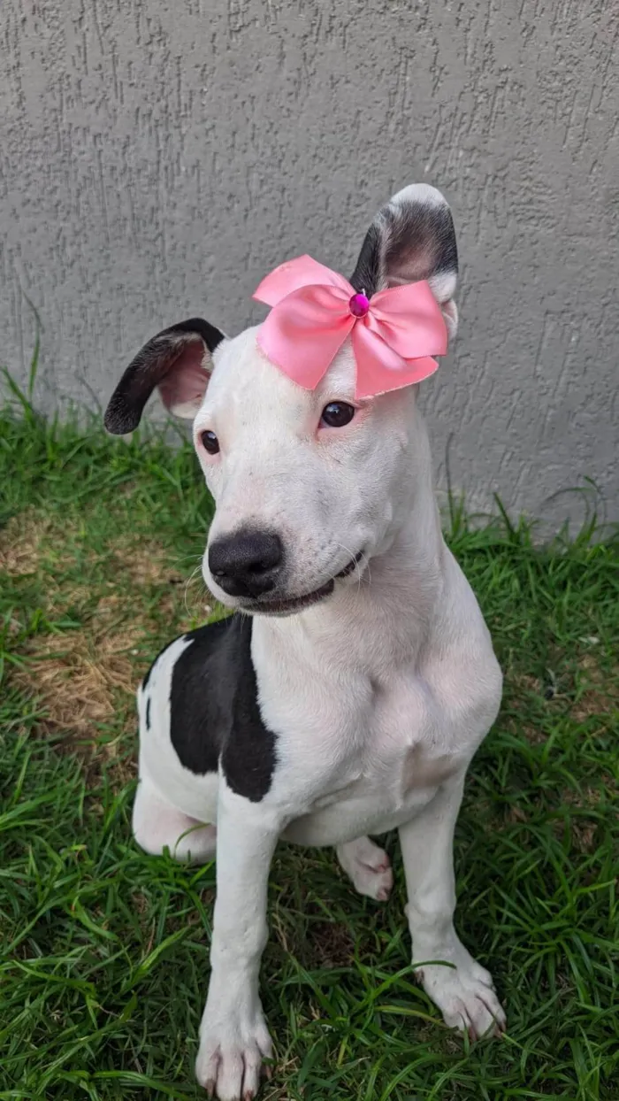 Cachorro ra a SRD-ViraLata idade 2 a 6 meses nome Shakira